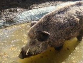 Los 770 cotos de Madrid enfrentan a ecologistas y cazadores