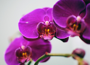 La Rosaleda del Parque del Oeste acoge una exposición de orquídeas