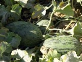 Los otros melones de Villaconejos