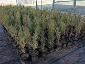 Último día para entregar los árboles de Navidad