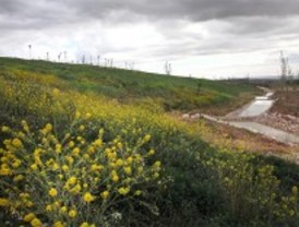 En marcha la tercera fase del Parque Forestal de Valdebebas