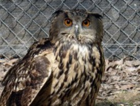 Recuperado un ejemplar de búho real en Vallecas