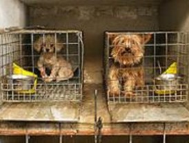 Los madrileños podrán adoptar animales en las tiendas de mascotas