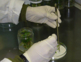 Producción de ingredientes alimentarios bioactivos naturales