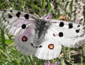 Los forestales hallan una nueva población de mariposa en peligro de extinción