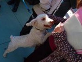 El Refugio edita un calendario para fomentar la adopción de mascotas