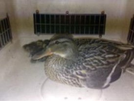 La Policía de Móstoles recoge 13 patos de la calle