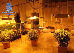 La Policía se incauta de 338 plantas de marihuana en una nave industrial