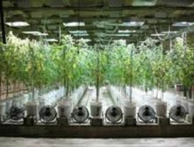 Detenido por poseer 105 plantas de marihuana y 60 macetas con semillas