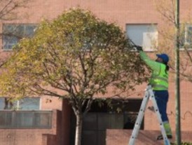 80 calles cortadas en el puente por las podas