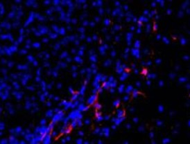 Nuevos mecanismos regulan el número de células cerebrales en el desarrollo embrionario