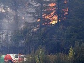 Objetivo: reforestar Robledo de Chavela