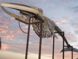 El Botánico exhibe el esqueleto de una gran ballena