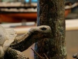 Bases y principios de la Teoría de la Evolución