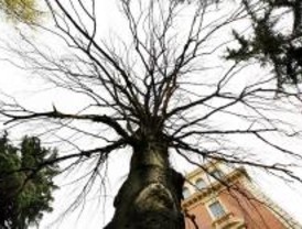 Homenaje al árbol caído