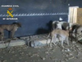 El SEPRONA rescata 18 galgos de una finca de Parla