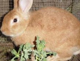 El sur de Madrid, a la caza del conejo