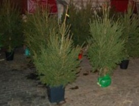 Alcorcón recoge abetos de Navidad para plantarlos en distintos parques de la localidad