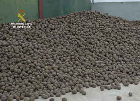 Imputados por robar piñas por valor de 120.000 euros