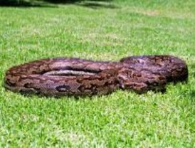 La Policía de Las Rozas inicia una campaña de control de animales peligrosos