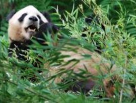 Mabel Lozano será la madrina del primer cumpleaños de los pandas en el Zoo