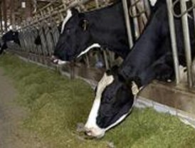 El IMIDRA organiza cursos de bienestar animal