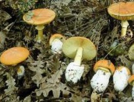 Pozuelo de Alarcón celebra unas jornadas sobre el mundo de los hongos