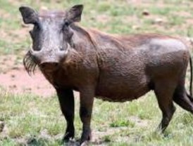 Medio Ambiente fija las normas de la campaña de caza del jabalí