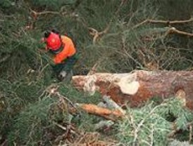 Bomberos de Alcorcón enseñan a los jardineros a podar en altura con seguridad