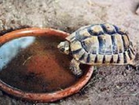 La Comunidad capturará tortugas de Florida para proteger la especie autóctona