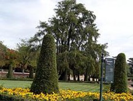 Los ingenieros de montes visitan el árbol más viejo de Madrid