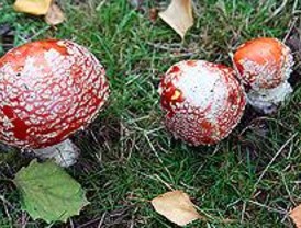 Rescatados dos recolectores de setas en la sierra de la Cabrera