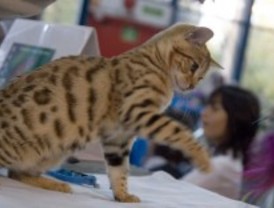 '100x100 Mascota', la feria del animal de compañía, será el 26 y 27 de mayo