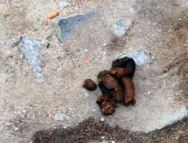 Más sanciones por no recoger las cacas de los perros en Leganés