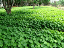 Aguas residuales para la producción de biodiesel