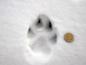 Los forestales constatan la presencia del lobo en la Sierra