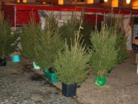 Los madrileños podrán entregar sus árboles de Navidad para 'reciclar' a partir del jueves