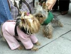 Comienzan las fiestas de San Antón, patrón de los animales