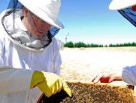 Con la primavera, vuelven los enjambres de abejas