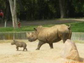 Una cría de rinoceronte blanco es el nuevo vecino del Zoo
