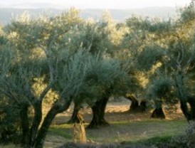 Nuevos marcadores de adulteraciones en aceites de oliva
