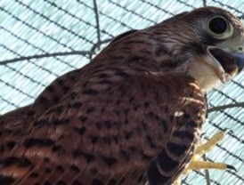 El centro de fauna del Soto de Viñuelas cumple un año