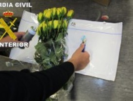 Utilizaban cargamentos de flores como tapadera para traer coca desde Colombia