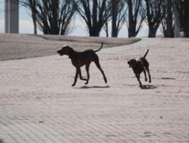 Desarticulada una trama de importación de perros de raza