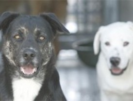 Piden a Papá Noel y los Reyes Magos que no regalen mascotas