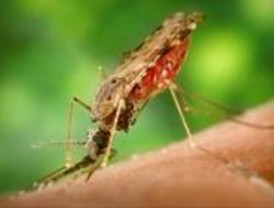 La Complutense descubre un nuevo principio activo contra la malaria