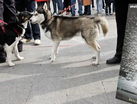Un San Valentín muy perro
