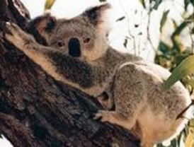 La cría de koala que nació en el zoo se llamará Noosa