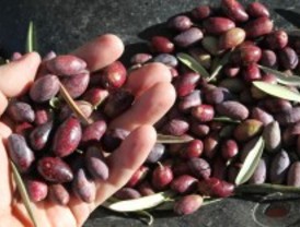 La Comunidad de Madrid produjo 2,7 millones de litros de aceite en 2010