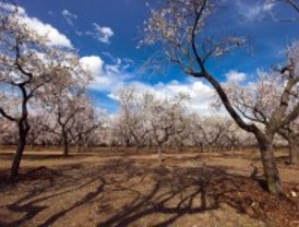 Florecen los almendros de la Quinta de los Molinos
